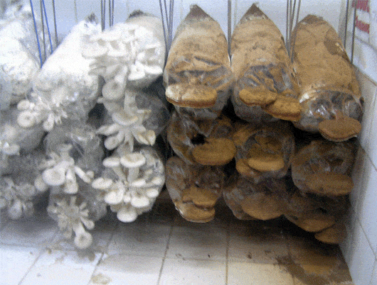 Cultivated Mushrooms for a sumptuous Mushroom Burger