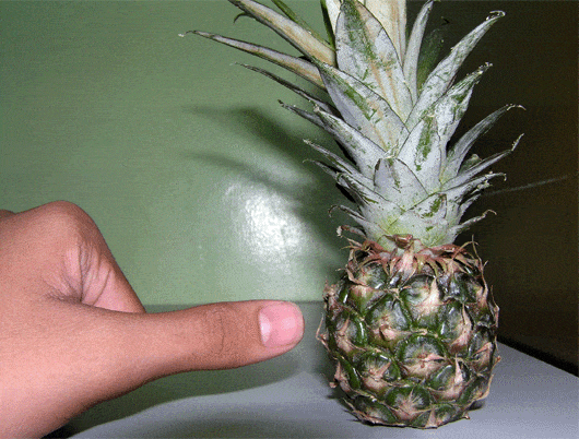 World’s Smallest Pineapple - Kidding!